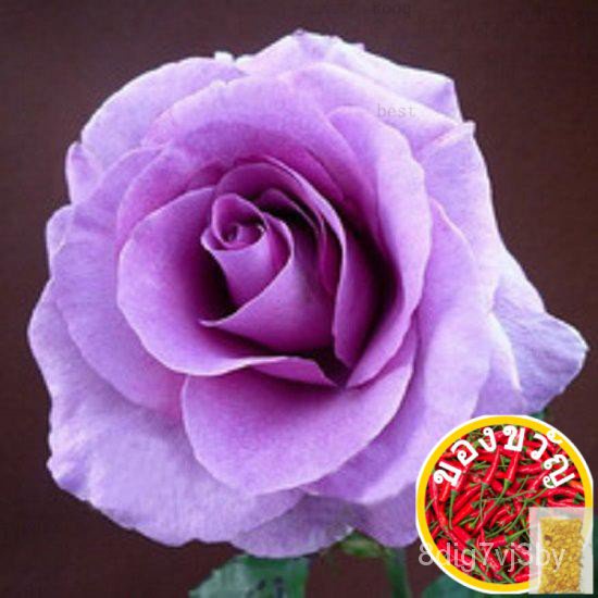 3x Lavender Rose Flower Seeds- LOCAL READY STOCKSหมวก/กางเกง/แอปเปิ้ล/เสื้อ/มะละกอ/seeds/เมล็ดพืช/บุ