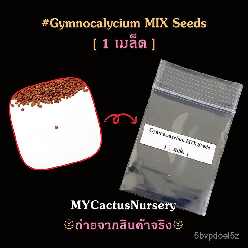 เมล็ดยิมโนด่าง จากพ่อและแม่พันธุ์ชื่อดัง Gymnocalycium Variegated Seeds เมล็ดยิมโนด่างมิกซ์ เมล็ด Gymno MIXกางเกง/​​กระโ