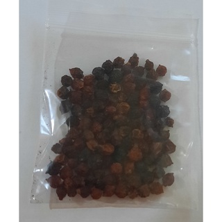 ขายส่ง 100 เมล็ด เมล็ดกันเกรา Kankrao Tembusu มันปลา ตำแสง ตำเสา ทำเสา ตาเตรา ตำมูซู ไม้มงคล ไม้ล้อม ไม้ยืนต้น ไม้เลื้อย