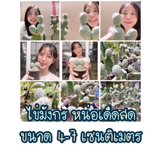 sjcactus ไข่มังกร ไข่มังกรเด็ดสด ไข่มังกรหน่อเด็ดสด Tephrocactus