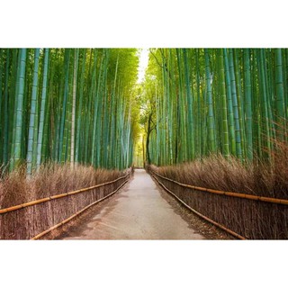 เมล็ดพันธุ์ ไผ่โมโซ ไผ่หนังจีน ไผ่ญี่ปุ่น moso bamboo 30 เมล็ด เมล็ดพันธุ์นำเข้า