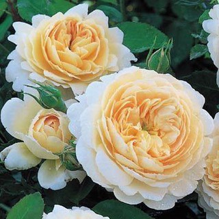 เมล็ดพันธุ์ กุหลาบ พันธุ์ Crocus Rose Seeds ดอกใหญ่ นำเข้าจากต่างประเทศ 30 เมล็ด