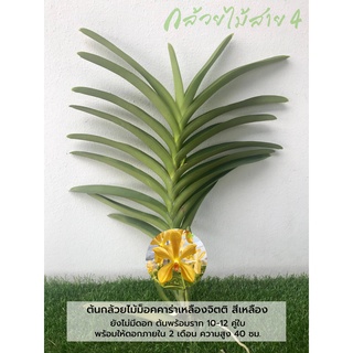 กล้วยไม้ม็อคคาร่าเหลืองจิตติ (Mokara Yellow Jitti Orchid Plant) ต้นยังไม่มีดอกพร้อมให้ดอกใน 2เดือน 10-12 คู่ใบ สูง 40ซม