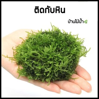 กาวติดมอส ไม้น้ำ เนื้อ3สี ขอนไม้ ปะการัง หิน | บ้านไม้น้ำ🌿