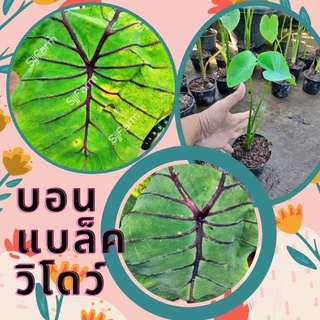 ต้นไหลบอนแบล็ควิโดว์ 1 กระถางcolocasia black widow ก้านกระดูกดำ จัดเป็นน้องชายฟาโรห์ จัดส่งพร้อมกระถาง