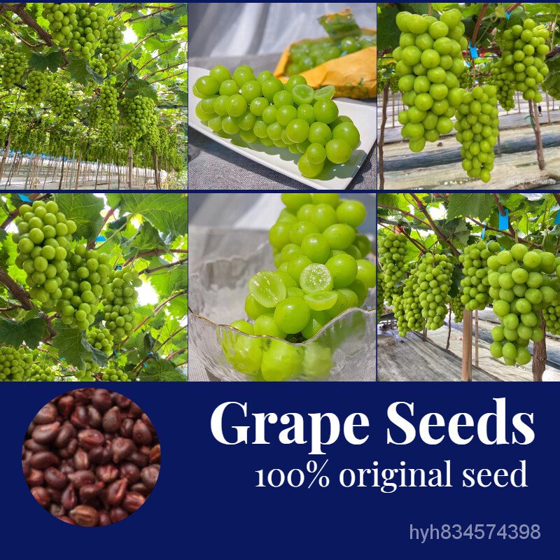 ถูก ใหม่ สายพันธุ์☘️☘️☘️Hot Sale ของแท้100% Grape Seeds 30เมล็ด/ห่อ   ต้นบอนสี เมล็ดบอนสี ต้นบอลสีแปลกๆ หัวบอนสีชายชล 9S