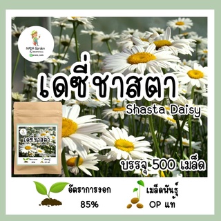 เมล็ดพันธุ์ เดซี่ชาสตา 500 เมล็ด เมล็ดพันธุ์ OP แท้ อัตราการงอกสูง