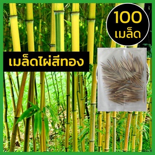 เมล็ดไผ่สีทอง เมล็ดไผ่ สีทอง ไผ่ สีเหลือง Golden Yellow Bamboo