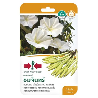 ดอกพระจันทร์ ชมจันทร์ ศรแดง TROPICAL WHITE MORNING-GLORY SEED F1 SORNDAENG CHOMJAN