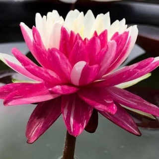 10 เมล็ด เมล็ดบัว สีชมพู นำเข้า บัวนอก สายพันธุ์เมล็ดบัว Waterlily Nymphaea Seeds