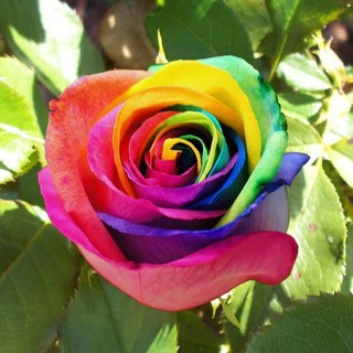 เมล็ดพันธุ์กุหลาบ พันธุ์ Rainbow Rose Seeds ดอกใหญ่ นำเข้าจากต่างประเทศ 30 เมล็ด