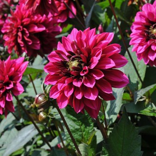 รักเร่ Dahlia สายพันธุ์ Purple Haze นำเข้าจากเนเธอร์แลน หัวสดใหม่ 1 หัว/ออเดอร์