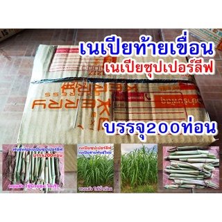 พันธุ์หญ้าเนเปียซุปเปอร์ลีพ (ท้ายเขื่อน) 200 ท่อน