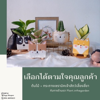 🌳ต้นไม้+กระถางเซรามิคเจ้าสัตว์เลี้ยงสี่ขา🌳จับคู่ต้นไม้มงคลตามใจลูกค้า ไม่มีไม่ได้แล้ว🐶🐰💕