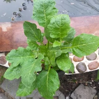 มะเขือเปราะเจ้าพระยา(Chao phaya eggplant)หรือมะเขือเผาะ พืชสวนครัว