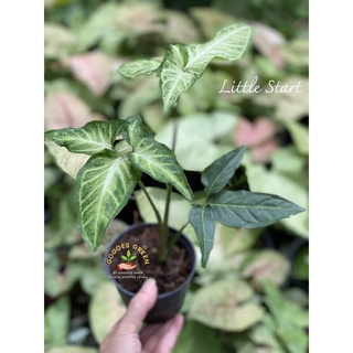 Syngonium Little Star เงินไหลมา ลิตเติ้ลสตาร์ ต้นไม้ฟอกอากาศ ขนาดเล็ก เลี้ยงง่าย โตไว วางประดับและฟอกอากาศได้ดี พร้อมส่ง