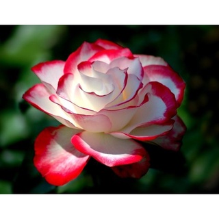 30 เมล็ด กุหลาบ Dragon Rose Seeds สี ส้ม-ขาว ดอกใหญ่ นำเข้าพร้อมคู่มือ