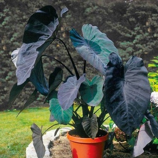 แบล็คเมจิก แบล็คเมจิกกลาย colocasia blackmagic, colocasia blackmagic variegated