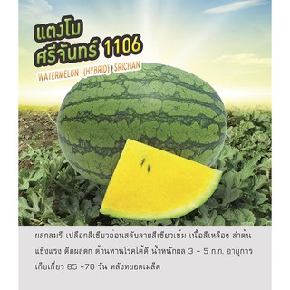 เมล็ดพันธุ์ แตงโม ศรีจันทร์ (Watermelon Srichan) ตราดอกแตง เมล็ดพันธุ์ เมล็ดผัก คุณภาพ "เพื่อนเกษตรกร"