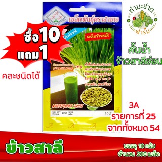 (ซื้อ10แถม1) เมล็ดพันธุ์ ข้าวสาลี Wheatgrass ประมาณ 200เมล็ด 3A สามเอ ผักสวนครัว เมล็ดพันธุ์พืช เมล็ดผัก เม็ดผัก พืชผัก