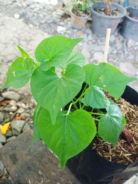 ต้นขจร (ต้นสลิด) ดอกทานได้  👉  **สั่งขั้นต่ำ 2 ต้น