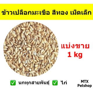 ข้าวเปลือกมะเขือ สีทอง เม็ดเล็ก // สำหรับนก และ สัตว์ฟันแทะ