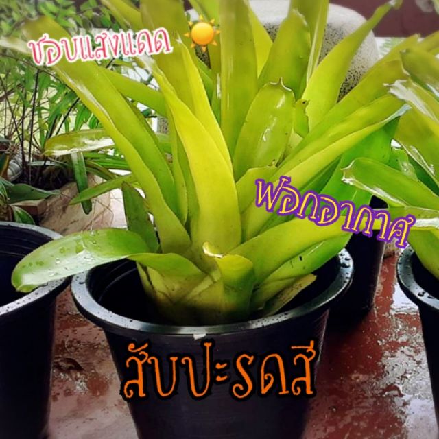 ต้นสับปะรดสี Aechmea blanchetiana 🌳🌳🍍🌝 ไม้ประดับ  (ไม่รวมกระถาง)