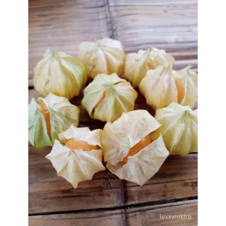 เมล็ดพันธุ์เมล็ดเคพกูสเบอร์รี่(Cape Gooseberry)โทงเทงฝรั่ง 100 เมล็ด !!เมล็ดพันธุ์แท้!!อัตราการงอกดีมาก (พร้อมวิธีเพาะเม