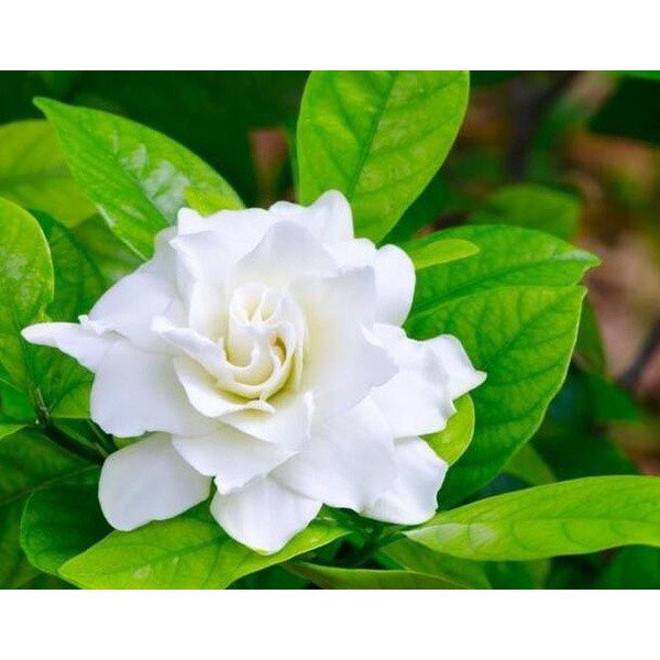 5pcs Gardenia Cape Jasmine White Aromatic Fragrance Flower Seeds Balcony  potted plants | Shopee Thailand
