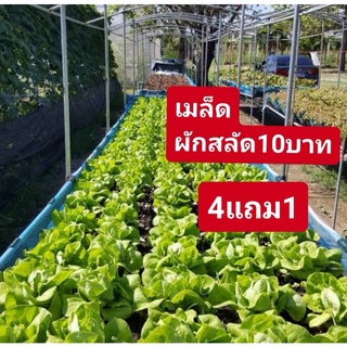 🏡เมล็ด​ผักสลัด​🌈 100เมล็ด​🍀 ​  ซื้อ4แถม1🌺