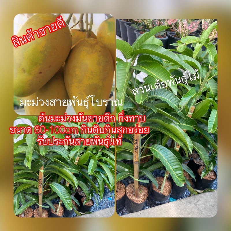 ต้นมะม่วงมันขายตึก กิ่งเสียบยอดขนาด 50-80cm กินดิบกินสุกอร่อย รับประกันสายพันธุ์เเท้