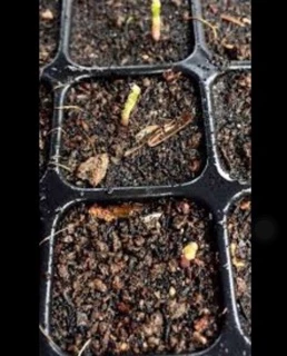 เมล็ดพันธ์ุ หน่อไม้ฝรั่งพันธุ์บร็อคอินพรูฟ 500เมล็ด(Asparagus Brock's Improved) หน่อไม้ฝรั่ง