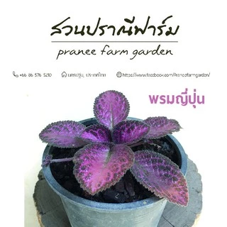 พรมญี่ปุ่น ขนาดกระถาง 6 นิ้ว หลากสีสัน