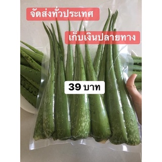 ว่านหางจรเข้สด 800 กรัม จากสวน ปลอดสารพิษ