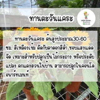 เมล็ดพันธุ์ ทานตะวันแคระ 50เมล็ด (Dwarf sunflower 50 seed)