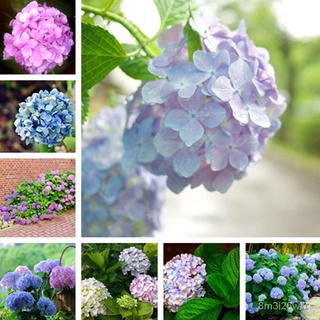 （เมล็ดพันธุ์ ถูก คละ）ของแท้ 100% ประเทศไทย พร้อมสต็อก ไฮเดรนเยีย Hydrangeas Seeds 50pcs เมล็ดพันธุ์ ต้นไม้บอลสี บ IGN5