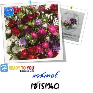 ดอกกระดาษ (Aster) แอสเตอร์ เซเรเนด 25 เมล็ด (จาก Sakata Ornamentals EMEA )