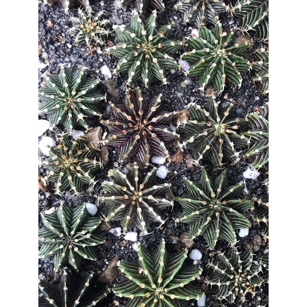 ยิมโน LB 2178แท้ ลุ้นด่าง