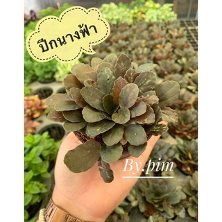 ปีกนางฟ้า 🧚🏻‍♀️🧚🏻‍♀️ ‼️ สั่งซื้อขั้นต่ำ 6 ต้น  ‼️ คละได้ทั้งร้าน💚