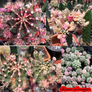 ยิมโน pink diamond 10 บาท พิ้งไดม่อน PDMxด่าง
