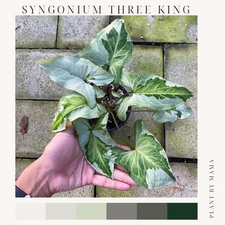 Plant By Mama | Syngonium three king | ทรีคิงส์