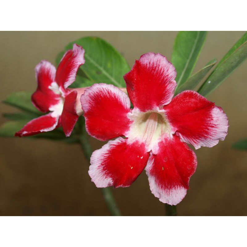 ดวงสุดา (แซนตาครอส) ชวนชมรุ่นเก่า กลีบชั้นเดียว ดอกดก adenium ราคา ถูกที่สุด ดีลบีเคเค