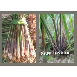 ต้นตะไคร้หอม ไล่ยุง รากสวยคัดสดๆ20 ต้น