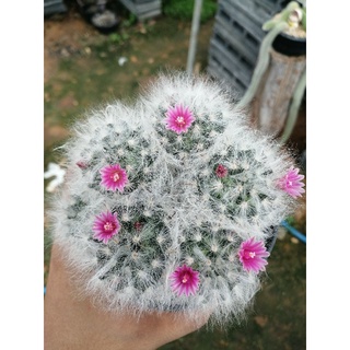 🌵💥ขนแมวฟอร์มกอ ไซส์ใหญ่ 💥🌵Mammillaria bocasana ไม้เมล็ด ขนาด 10-12 ซม. ต้นกระบองเพชร ต้นแคคตัส (แคคตัส กระบองเพชร)