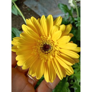 ต้นพัธ์ุเยอบีร่าสีเหลือง (Gerbera)ส่งพรอมติดดอกแล้ว