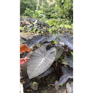 Colocasia Blackmajic แบล็คเมจิก บอนดำ ใบไม้สีดำ ตัดใบส่ง