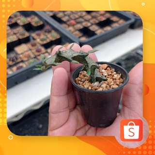 มังกรดำ ceropegia armandii ชำหน่อ ไม้หายาก ส่งทั้งกระถาง