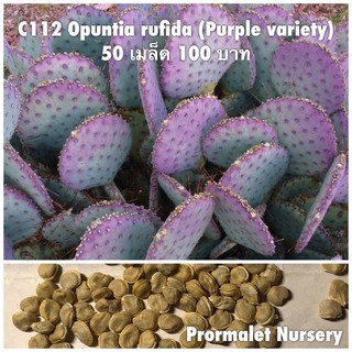 C112 Opuntia rufida (Purple variety) 50 เมล็ด 100 บาท