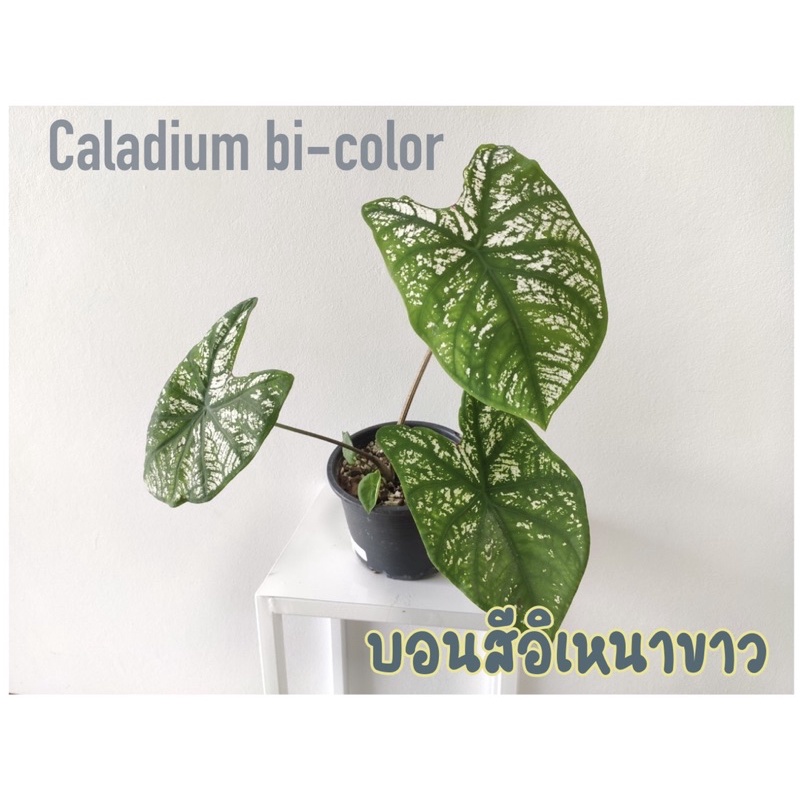 Caladium bicolor -บอนอิเหนาขาว