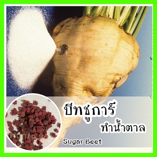 พร้อมส่ง รหัส 154 เมล็ดพันธุ์แท้ OP แท้   บีทชูการ์ (ทำน้ำตาล) - Sugar Beet เมล็ดผักต่างๆ ผักสวนครัวผัก บีท